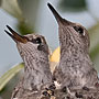 Anna's Hummingbirds