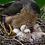 Cooper's Hawks