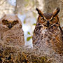 Great Horned Owl