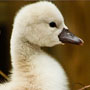 Mute Swan