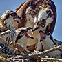 Osprey