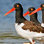 American Oystercatcher