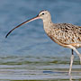 Long-billed Curlew