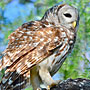 Barred Owl