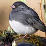 Dark-eyed Junco