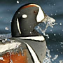 Harlequin Duck