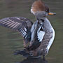 Hooded Merganser