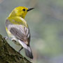 Prothonotary Warbler
