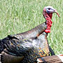 Wild Turkey