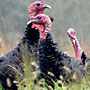 Wild Turkeys