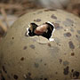 A Great Black-backed Gull hatchling gets its first breath of fresh air.