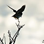 A pair of aggressive Eastern Kingbirds held their own against the gulls.