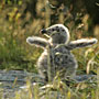 The young chicks grow incredibly fast on a diet of regurgitated fish.