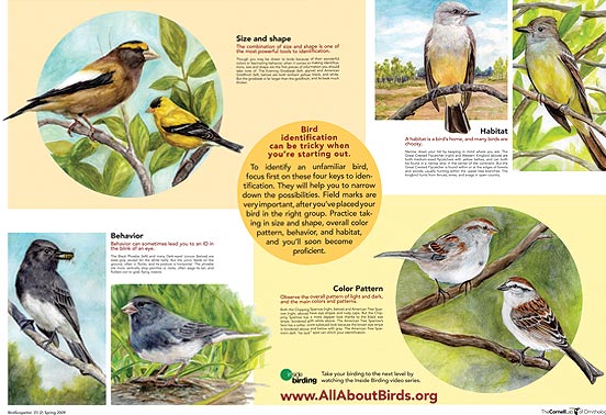 Four keys to bird ID