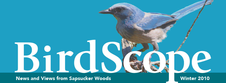 BirdScope Winter 2010 Table of Contents