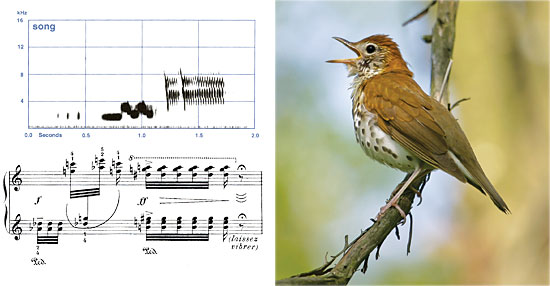 Concerto for Wood Thrush and Oriole
