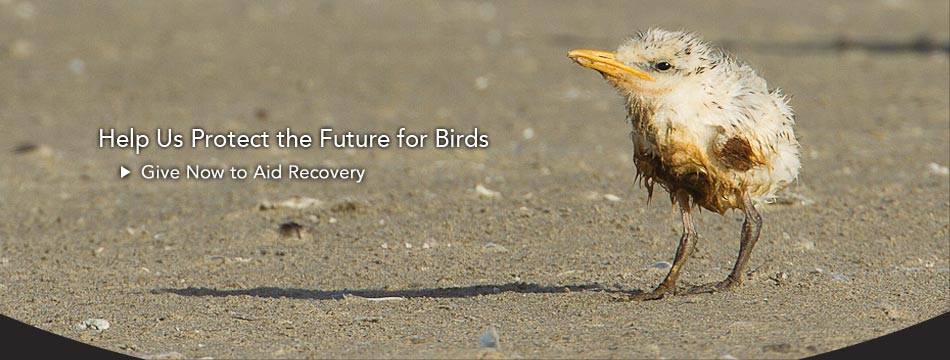 Donate for the birds