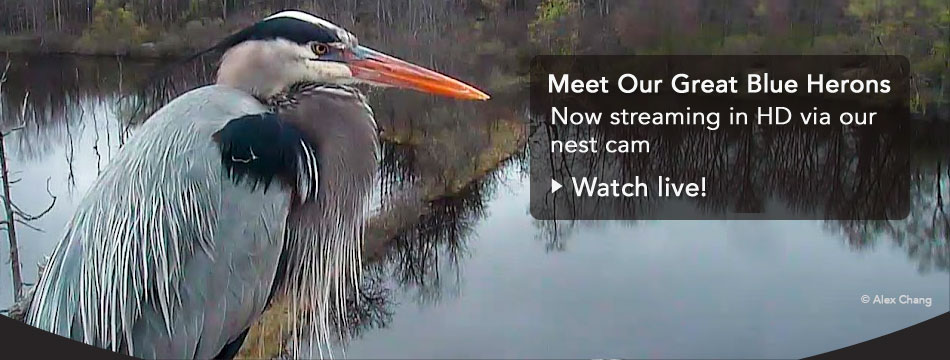 Watch our live HD nest cam from the Great Blue Heron nest outside our office