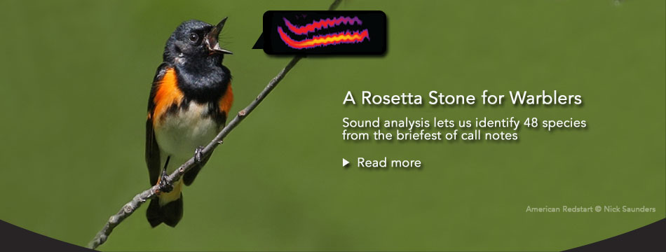 Identifying warblers by the brief call notes they give at night
