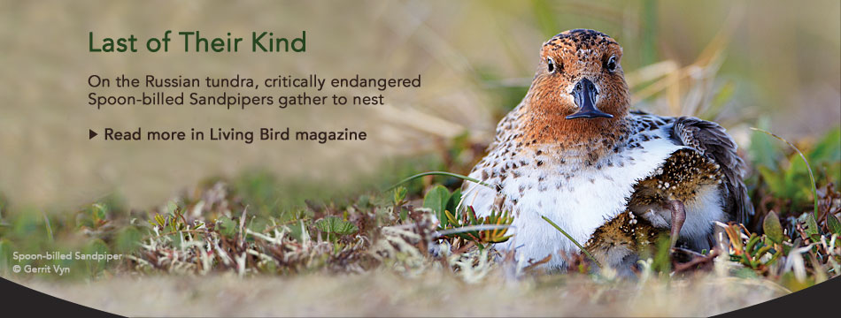 Read about Spoon-billed Sandpipers in the latest issue of Living Bird magazine