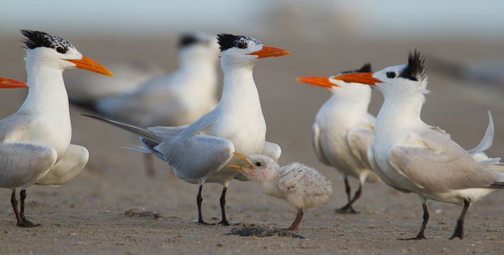Royal Terns gather around a chick in Louisiana, July 2010