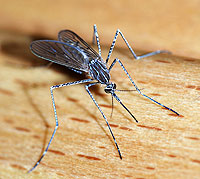 female mosquito