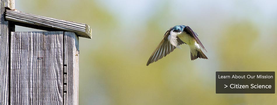 Citizen Science: We work with citizen-science participants across the hemisphere to understand and protect birds.