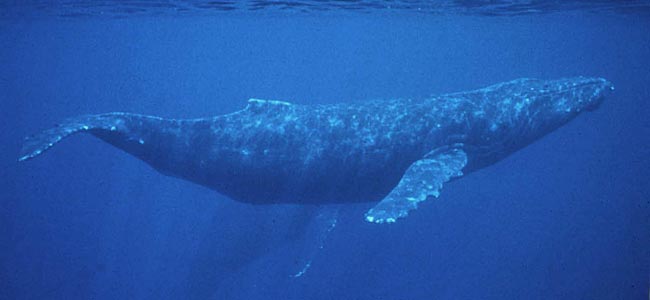 Our bioacoustics experts are helping some of the largest animals of all.
