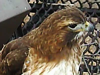 Big Red, Red-tailed Hawk Female