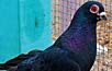Modern varieties of pigeons still look virtually identical to their nineteenth-century counterparts