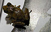 frog on field guide