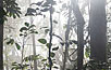 tangled Peruvian cloud forest