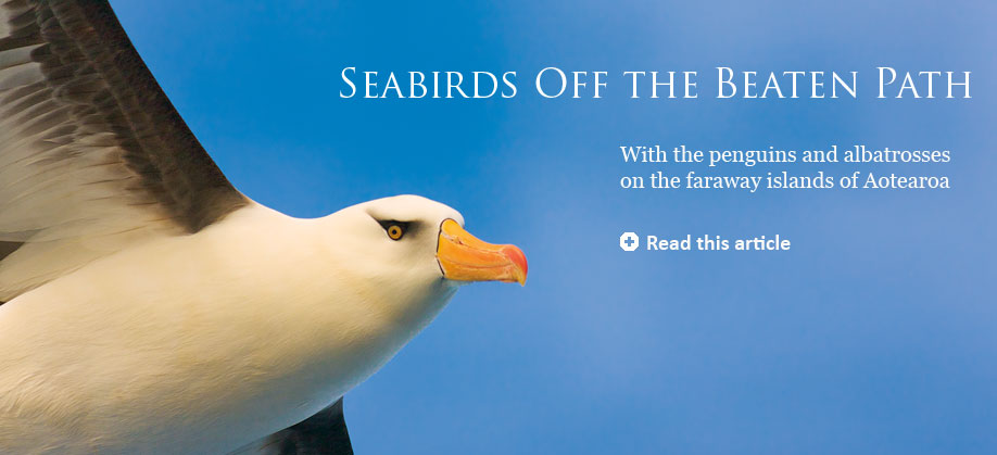Spring Living Bird TOC spread image