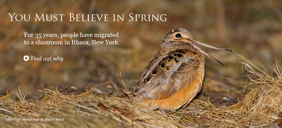 Winter Living Bird TOC spread image