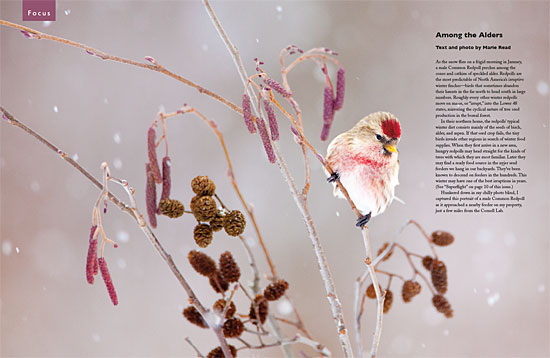 article spread