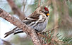 Common Redpoll