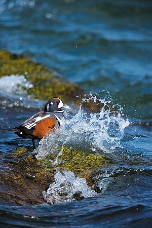 Harlequin Duck by Marie Read