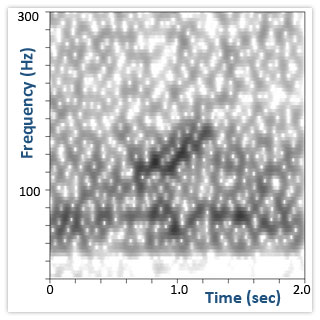 Spectrogram for right whale up-call. Noisy version.