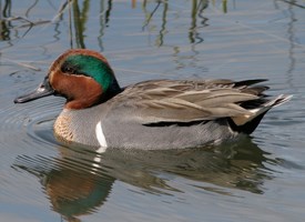 Green-winged Teal, Identification, All About Birds ...