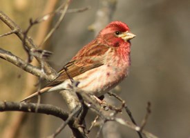 http://www.allaboutbirds.org/guide/Purple_Finch/id