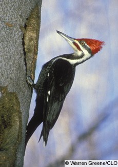 Pileated Woodpecker Photo