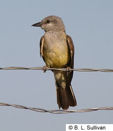 Western Kingbird Photo