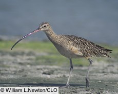 Long-billed Curlew--courtesy of William L. Newton/CLO