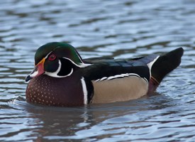 Duck Bird on Wood Duck  Identification  All About Birds   Cornell Lab Of
