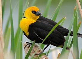 Yellow-headed Blackbird Photo