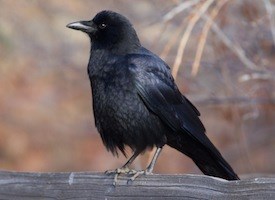 American Crow Photo