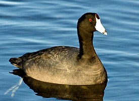American Coot Photo