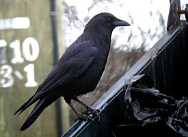 American Crow Photo