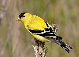 American Goldfinch Photo