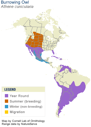 Burrowing Owl Facts. Burrowing Owl Range Map